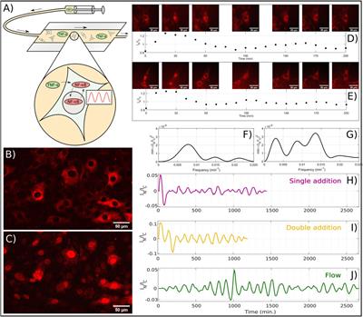 Temperature Controls Onset and Period of NF-κB Oscillations and can Lead to Chaotic Dynamics